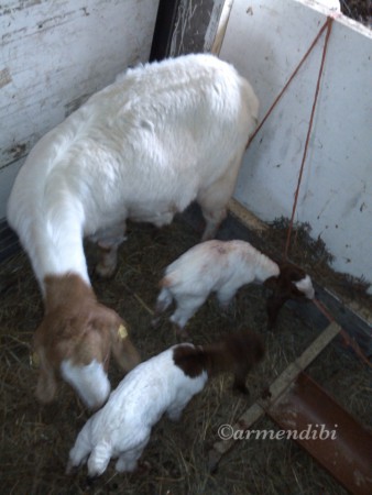 Juven con Rojan y Reno